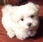 Lulu bichon maltesa cachorros para regalo ahora - Foto 1