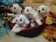 Lulu mini bichon maltesa cachorros para un buen REGALO - Foto 1