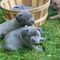 Magnificados Pitbull cachorros para regalo - Foto 1