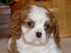 Magnífico cavalier king charles