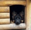 Perro pastor alemán - Foto 3