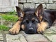 Perro pastor alemán - Foto 5