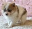 Pomerania enano cachorros en venta - Foto 1