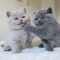 Preciosos gatitos britanico de perlo corto para regalo