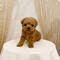 Purebred toy poodle puppies for sale