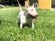 Regalo Bull Terrier - Foto 3