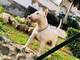 Regalo Bull Terrier - Foto 4
