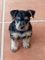 Regalo cachorro de 2 meses