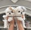 Regalo cachorros de bichon maltes mini toy (+34623727736)