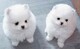 Regalo cachorros lulu pomeranian mini toy