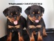 Regalo camada de cachorros rottweiler ((+34623727736))