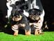 Regalo camada de cachorros rottweiler ((+34623727736)) - Foto 2