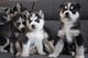 Regalo preciosos cachorros husky siberiano