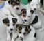 Se venden cachorros jack russell terrier!!!. - Foto 1