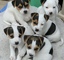 Se venden cachorros jack russell terrier!!!.