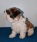 Shih tzu preciosa hembrita toy - Foto 1