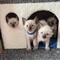 Tres siames gatitos disponables para regalo