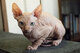 VACUNADOS GATITOS SPHYNX PARA ADOPCIÓN AHORA ll.,ilkkl - Foto 1