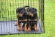 Vendo cachorros rottweiler de 2 meses - Foto 1