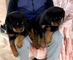 Vendo cachorros rottweiler de 2 meses - Foto 6