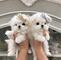 0Impresionate Cachorros Bichon Maltes whatsapp +34 615522755 - Foto 1