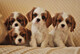 Akc registrado cachorros cavalier king charles