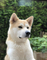 Akita inu para montas (hembra)