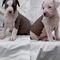 American Staffordshire Terrier - Foto 4