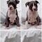 American Staffordshire Terrier - Foto 5