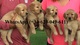 Amigables cachorros Golden Retriever - Foto 1