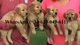 Amigables cachorros golden retriever