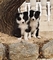 Border Collie cachorro - Foto 1