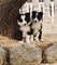 Border collie cachorro