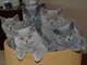 Britanico de perlo corto gatitos disponibles ahora para regalo ! - Foto 1