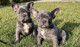 Bulldog Frances blue cachorros - Foto 1