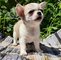 Cachorro chihuahua en venta