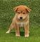 Cachorro shiba inu