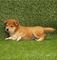 Cachorro shiba inu