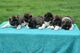 Cachorros akita americano - Foto 4