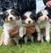 Cachorros border collie whatsapp o viber.......+491638375305 - Foto 1