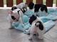 Cachorros BULLDOG FRANCES machos y hembras listos para ir a sus n - Foto 1