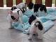 Cachorros BULLDOG FRANCES para adopcion /,/l - Foto 2