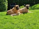 Cachorros bullmastiff - Foto 1