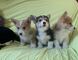 Cachorros corgi gales de pembroke