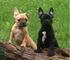 Cachorros de bulldog frances hembras y machos disponibles.vacunad - Foto 1