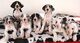 Cachorros de Gran Danes criados en casa listos para irse - Foto 1
