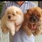 Cachorros de raza chow chow blanco y cafe disponibles en venta - Foto 1