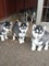 Cachorros de Siberiano husky ahora para rega lo li/ sgd / - Foto 1