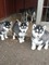 Cachorros de siberiano husky ahora para rega lo li/ sgd /