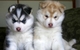 Cachorros de siberiano husky para regalo ././/3